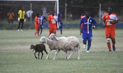Sheep disrupt Liberty Prof. vrs Dwarfs game