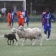 Sheep disrupt Liberty Prof. vrs Dwarfs game
