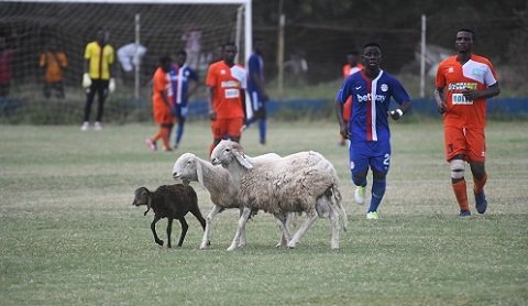 Sheep disrupt Liberty Prof. vrs Dwarfs game