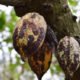 Swollen shoot virus affects 315,800 hectares of cocoa farms