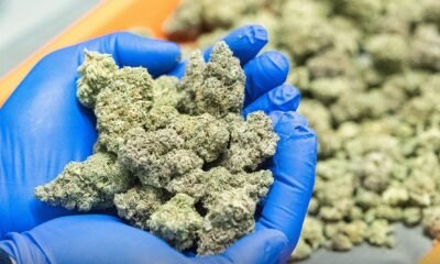Ghana Approves Cannabis for Industrial Use