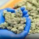 Ghana Approves Cannabis for Industrial Use